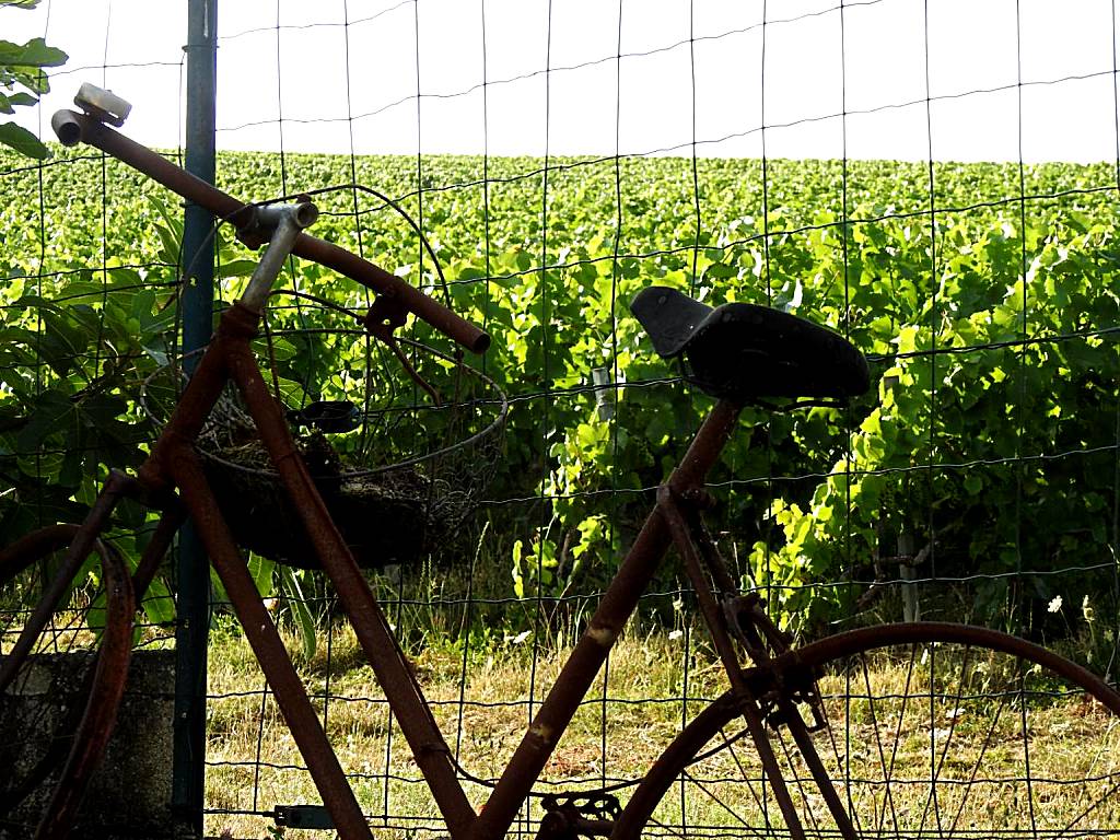 Au Coeur Des Vignes