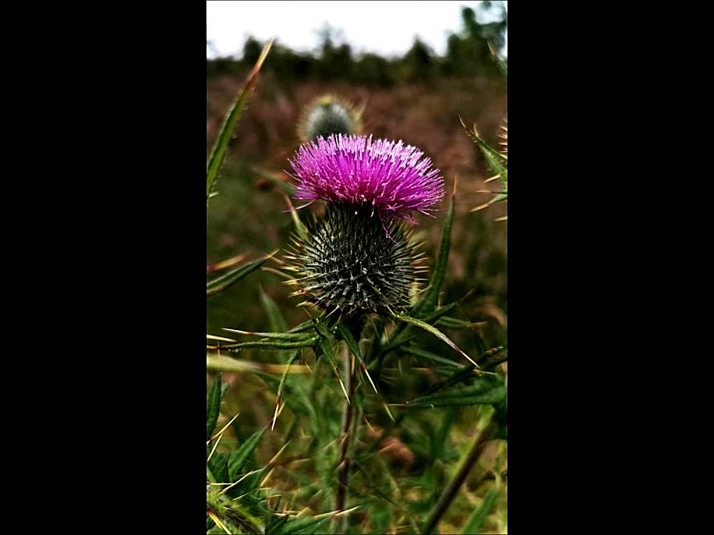 The Anchorage B and B (John O Groats) 