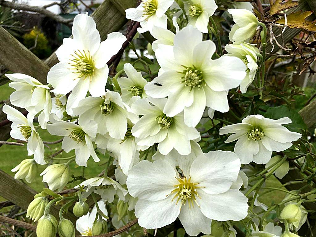 Clematis House Gloucester Road